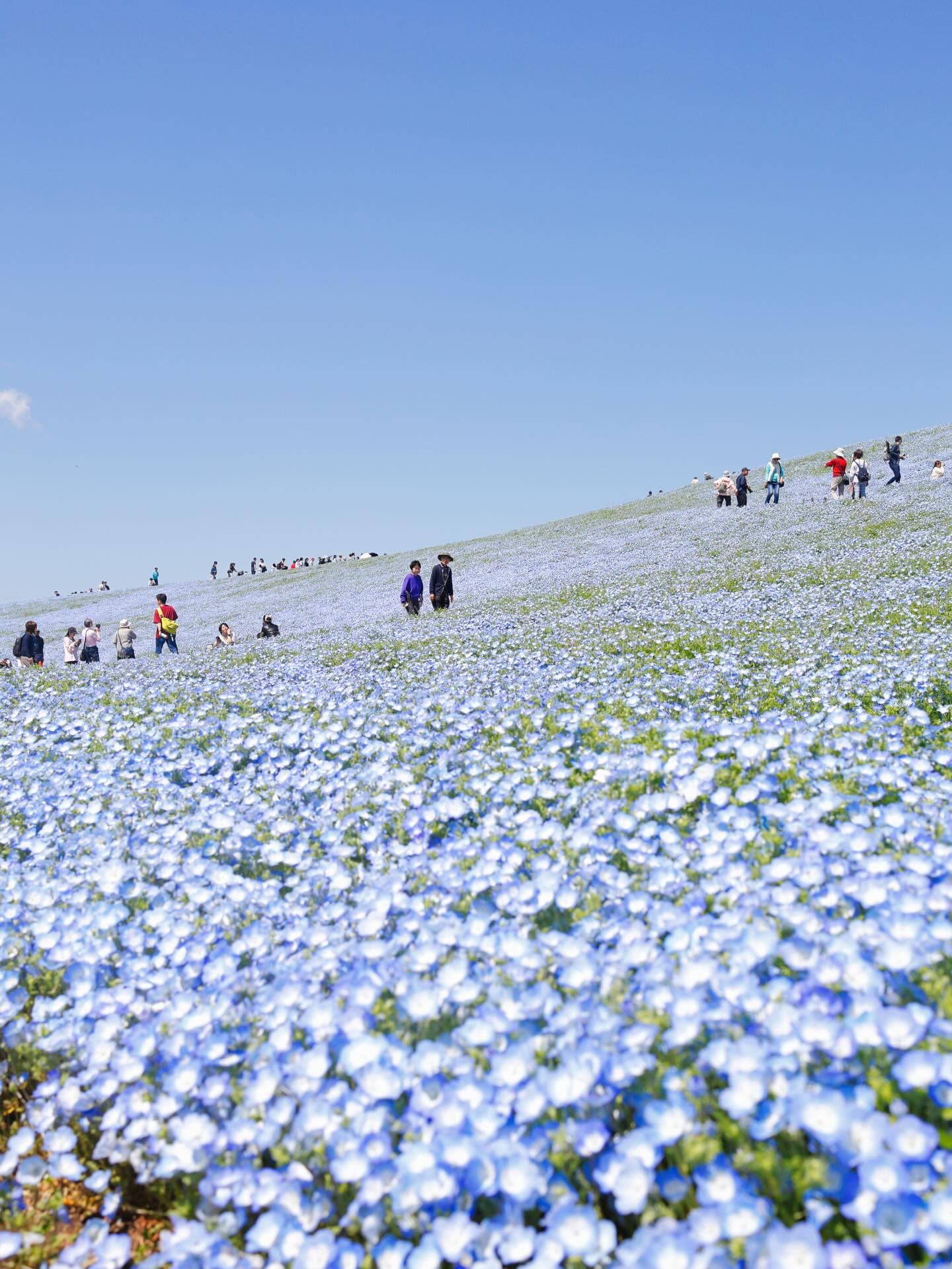 初茨城。
納豆は生えてなかった。
あと大仏がカメハメハしてました。