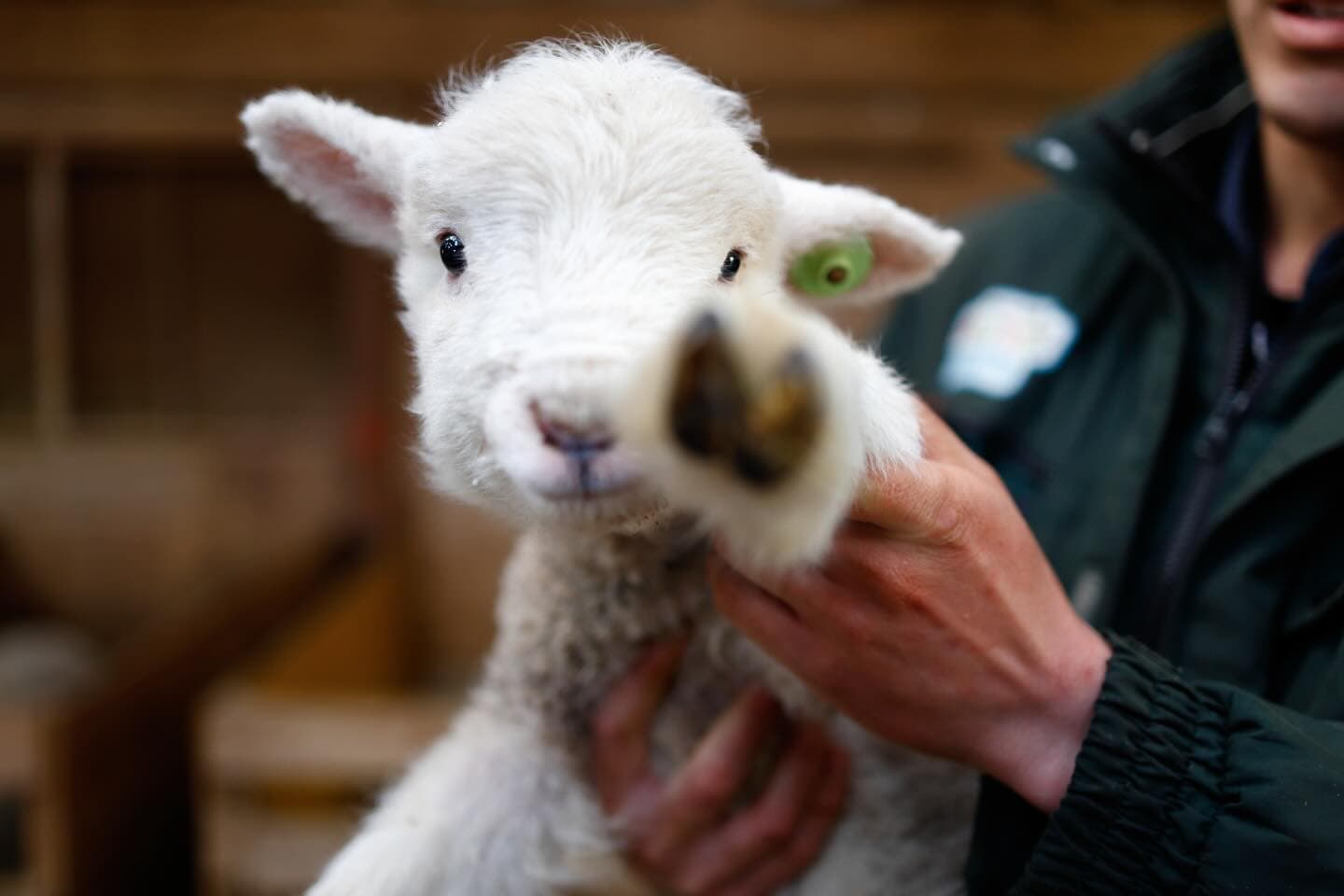 ｺﾝﾁﾜ
#マザー牧場