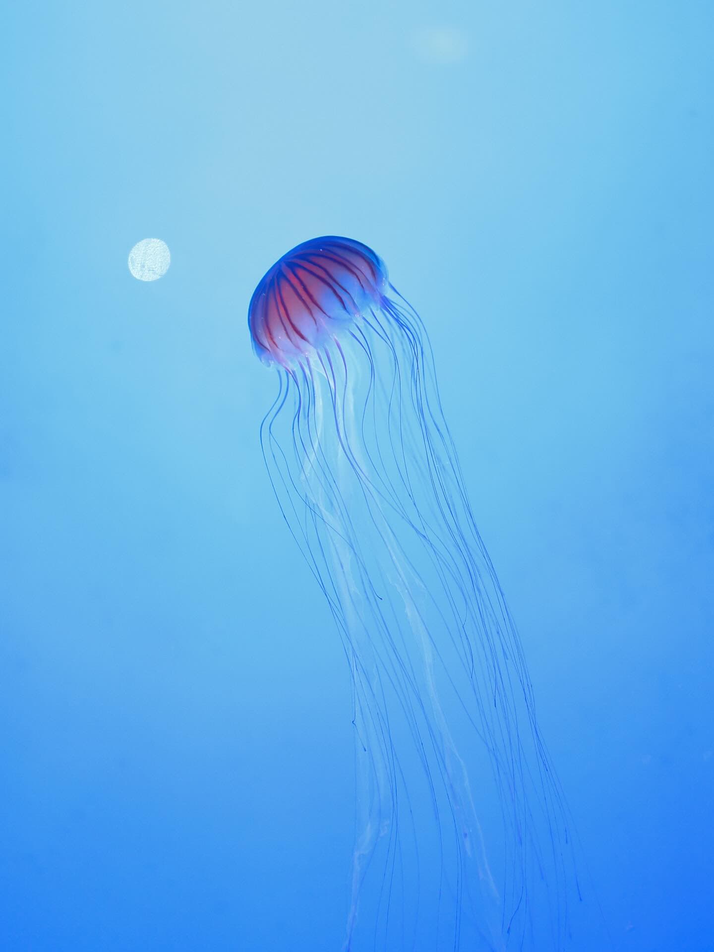 神秘的かつ夢想的